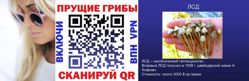 площадка какой сайт  Алзамай  Галлюциногенные грибы Psilocybe 